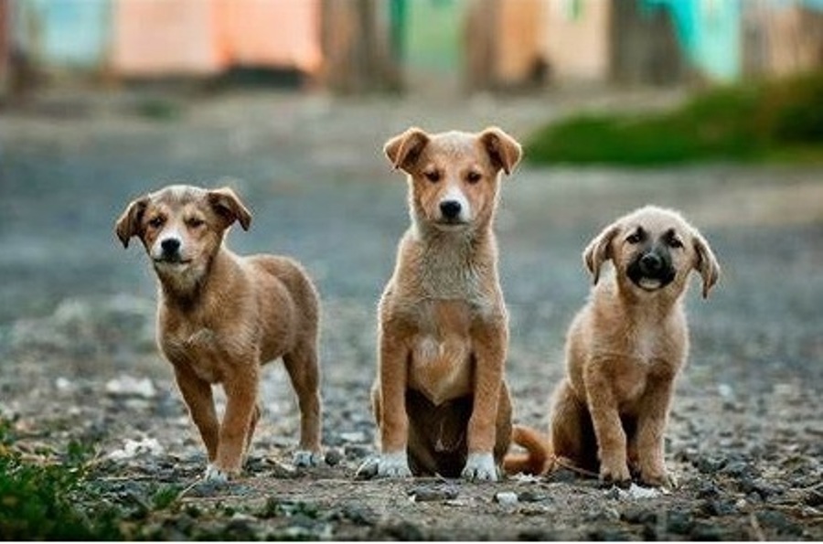 Heads Up For Tails Foundation and OnePlus Come Together to Make a Positive Difference to 20,000 Shelter Animals